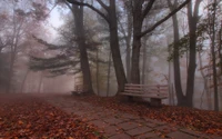 Bois d'automne serein avec chemin brumeux et bancs