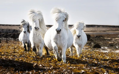 icelandic horse, friesian horse, horse, pony, mane