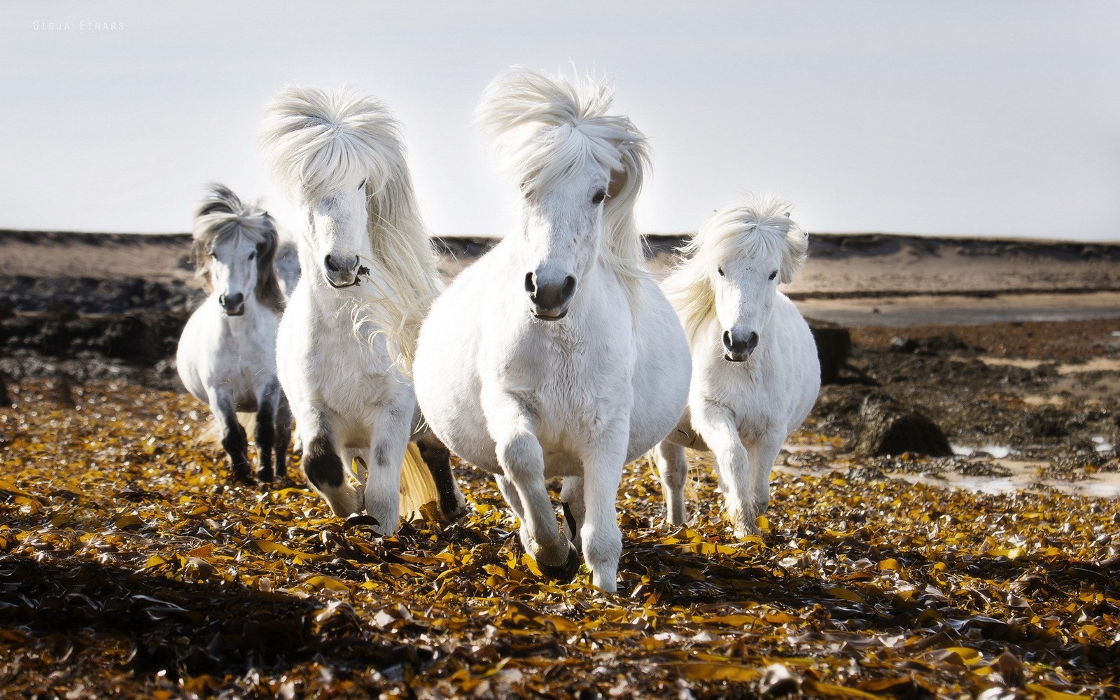 Drei weiße pferde galoppieren durch ein feld mit seetang an einem sonnigen tag (isländer, friesenpferd, pferd, pony, mähne)