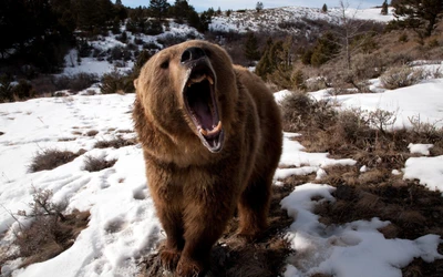 Ours grizzly rugissant dans un paysage enneigé d'hiver