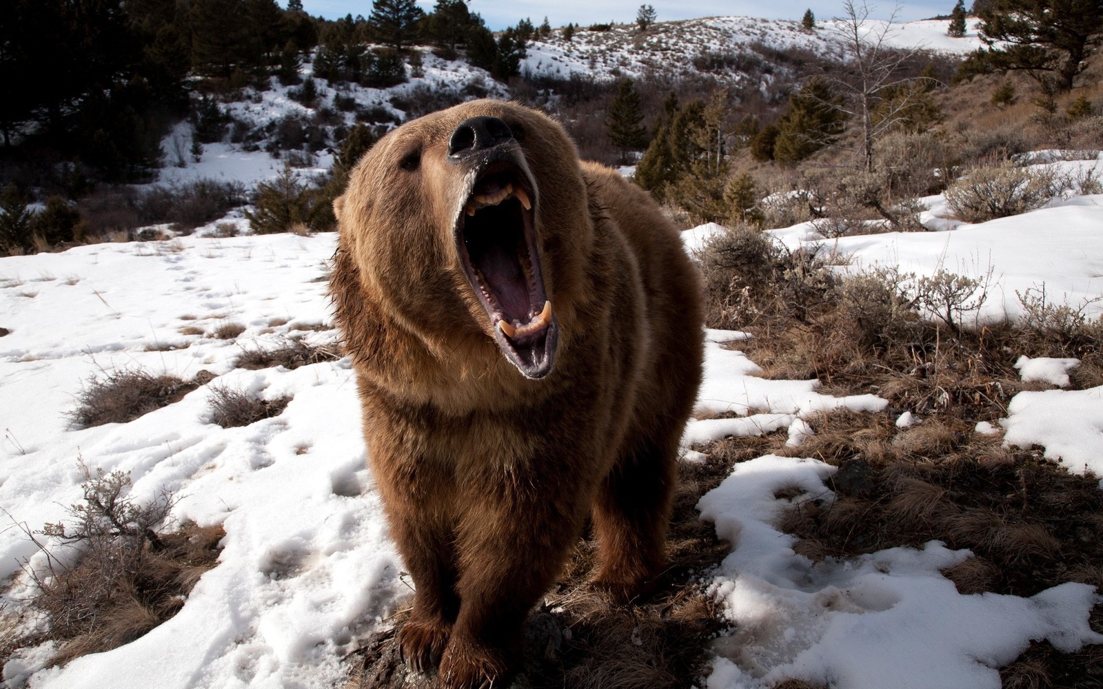 Há um urso pardo em pé na neve com a boca aberta (urso grizzly, neve, inverno, pele, fauna)