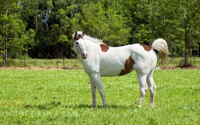 Cavalo Paint Americano em um prado exuberante com padrões distintos