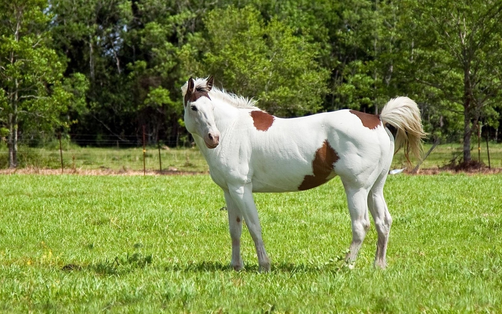 Hay un caballo que está de pie en la hierba (pradera, melena, yegua, semental, ecosistema)