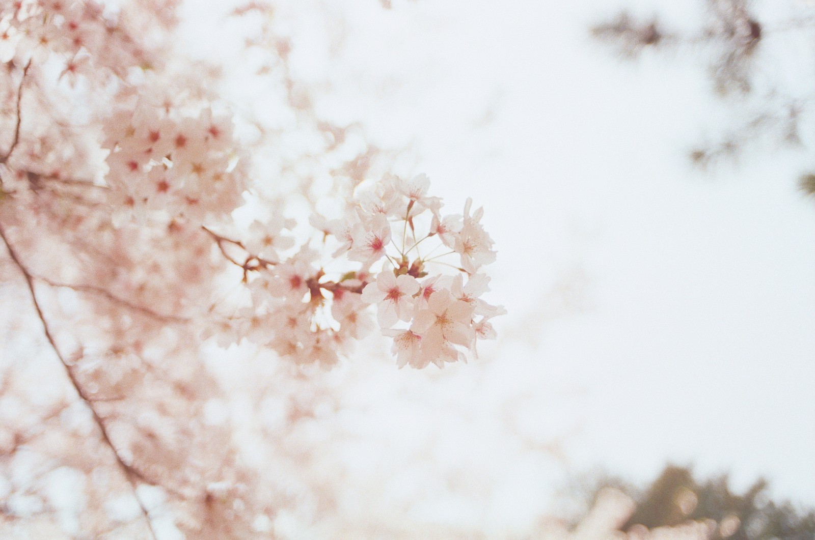 Il y a une image d'un arbre avec des fleurs roses dans le ciel (printemps, rose, fleur de cerisier, tussilago, arbre)