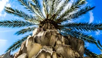 Palmier majestueux contre un ciel bleu clair