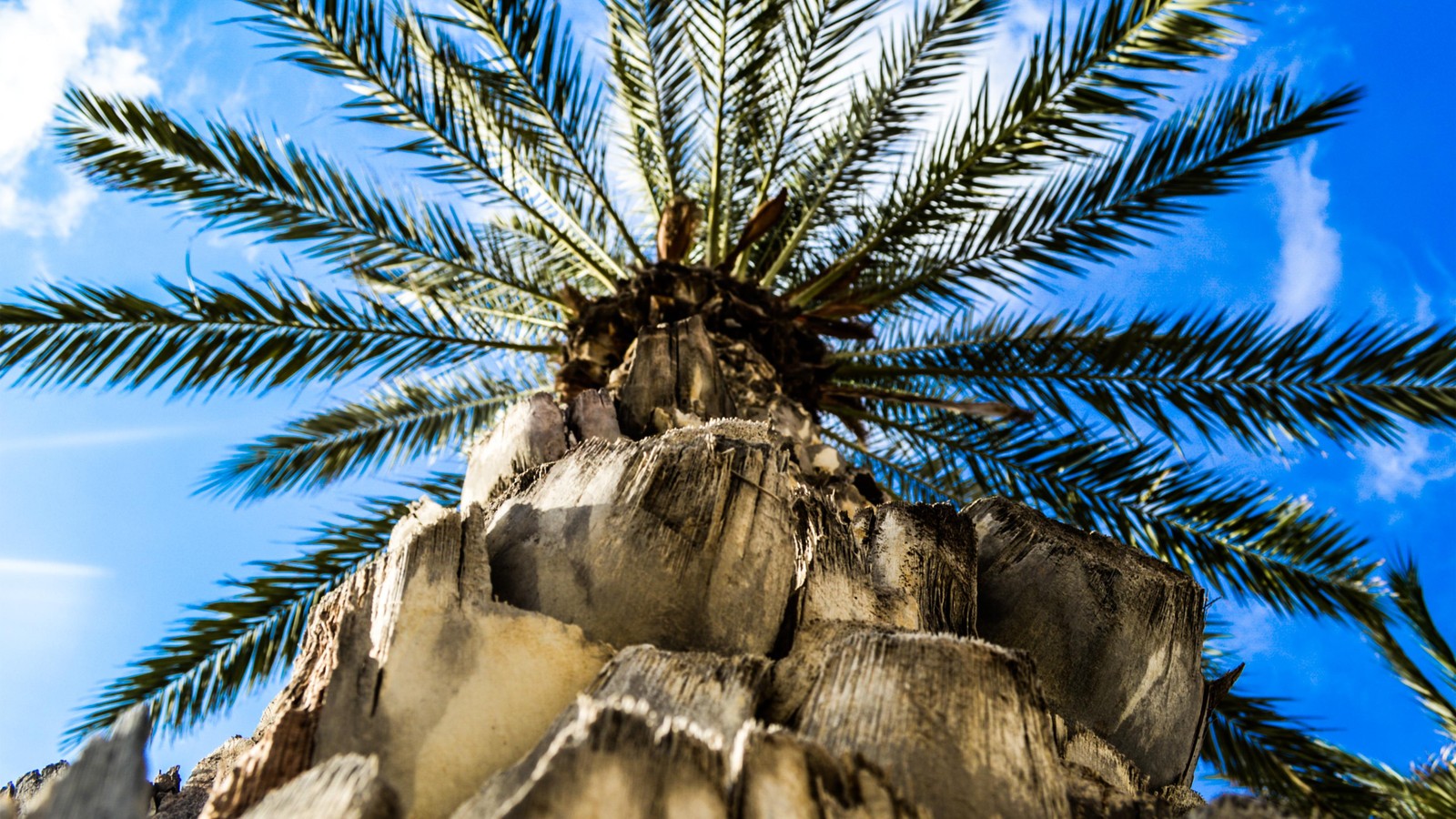 A close up of a palm tree on a rocky cliff (coconut, palm trees, tree, palm tree, plant)