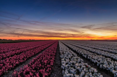 Lebendige Blumenfelder unter einem bunten Sonnenuntergangshorizont