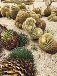 Paisaje diverso de cactus que muestra plantas terrestres únicas