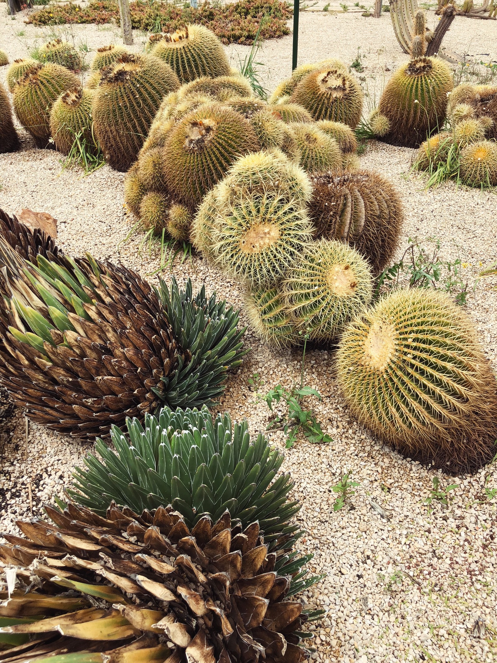 Há muitas plantas de cactos crescendo na areia (cacto, vegetação, comunidade vegetal, paisagem, botânica)