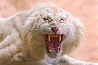 white tiger, roaring, zoo, rare animals, wild animals