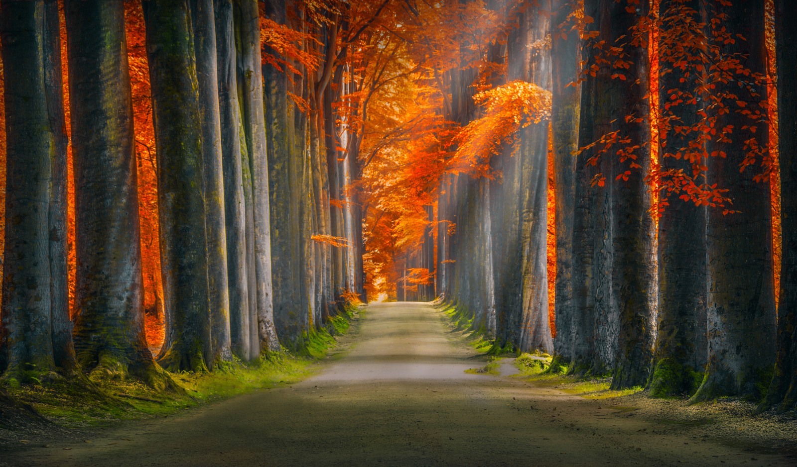 Une route bordée d'arbres (chemin forestier, trunks, arbres, bois, feuilles dautomne)