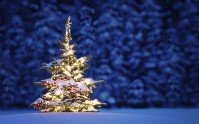 sapin de noël, noël, arbre, hiver, famille des pins