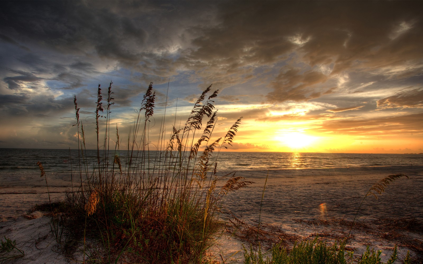 Vue d'une plage avec un coucher de soleil et quelques herbes maritimes (lever de soleil, coucher de soleil, horizon, nuage, matin)