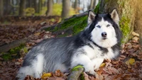 Majestuoso husky siberiano relajándose entre hojas de otoño