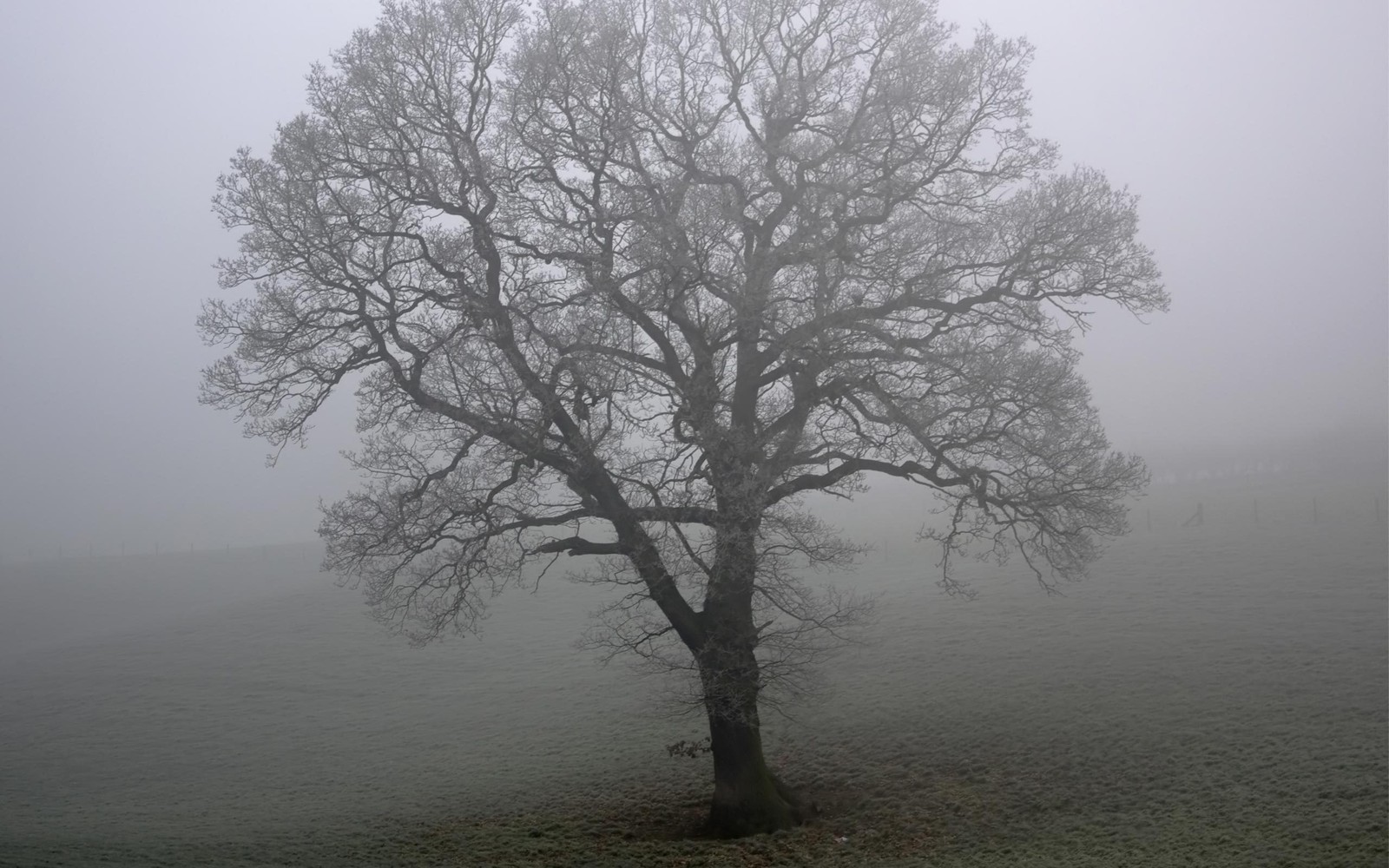 tree, oak, fog, mist, morning wallpaper