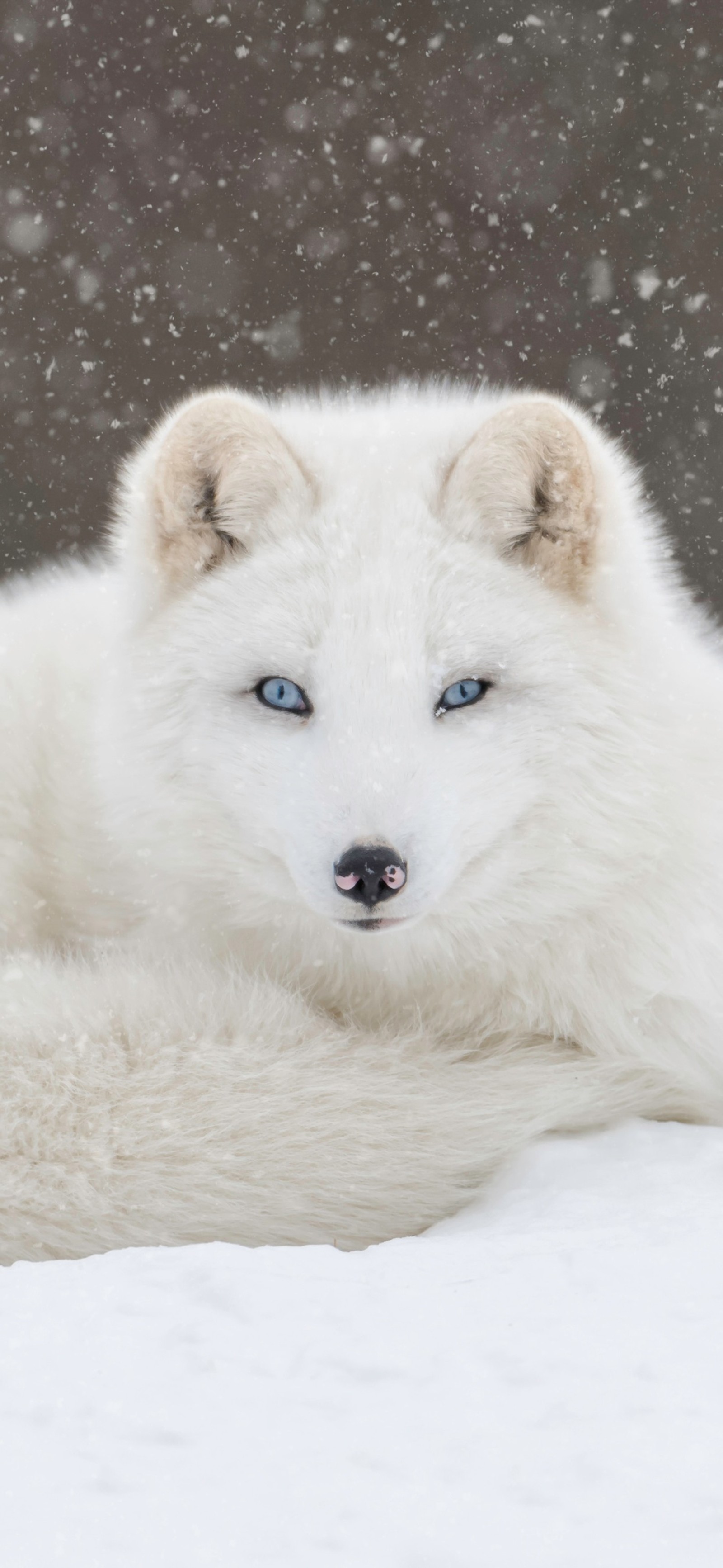 There is a white dog with blue eyes laying in the snow (arctic fox, fox, illustration, head, dog)