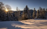 naturaleza, nieve, invierno, árbol, congelación