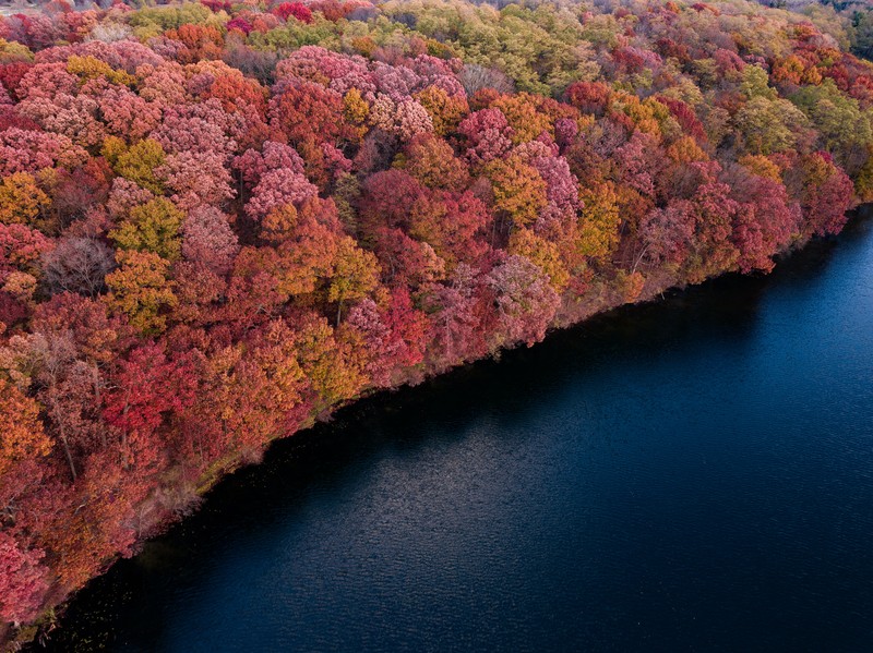 Вид сверху на реку с лодкой, окружённой деревьями (colorful forest, деревья, красный, желтый, вид с воздуха)