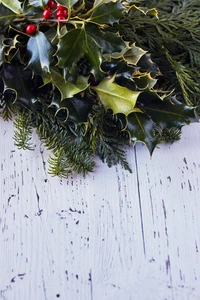 Evergreen Holly and Pine Branches on Rustic Wood Background