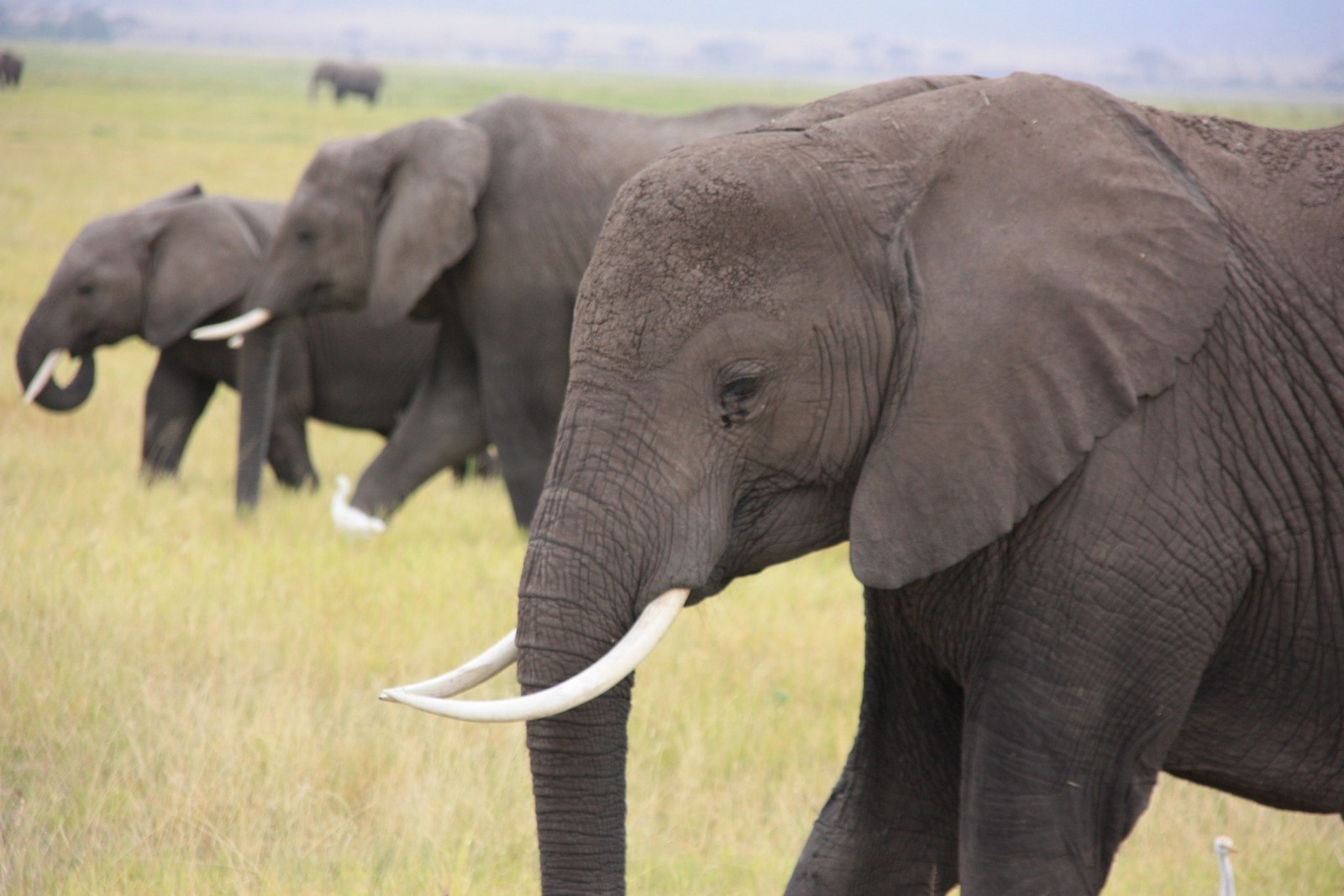 Téléchargez le fond d'écran animal, éléphant, éléphants et mammouths, animal terrestre, éléphant indien