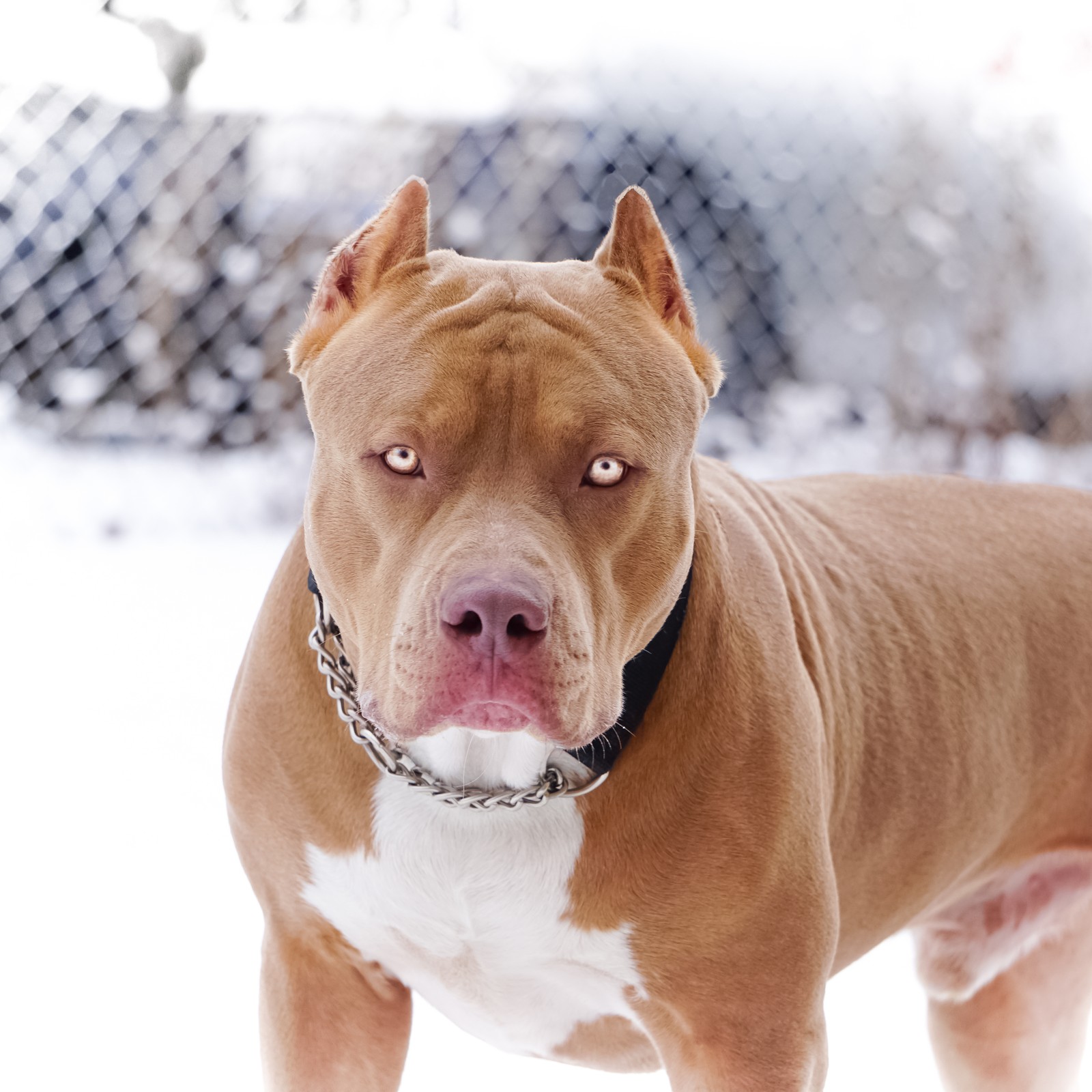 Un perro marrón y blanco de pie en la nieve (perro, pitbull rare)