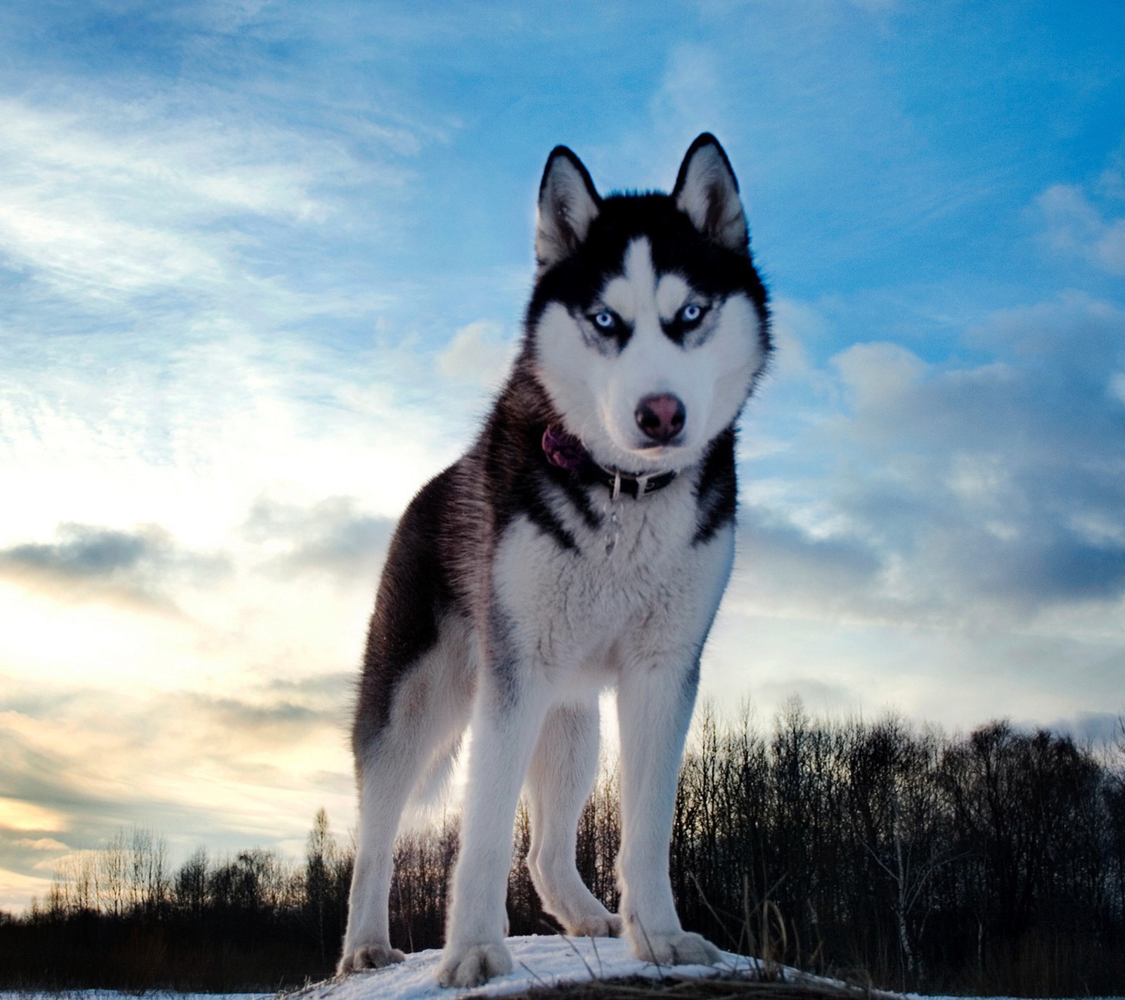 Un perro husky de pie sobre una roca en la nieve (perro, nieve)