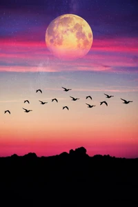 birds, blue, clouds, colordsky, lunatic wallpaper