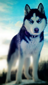 Majestuoso husky siberiano con impresionantes ojos azules