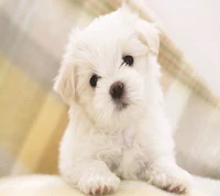 Adorable chiot blanc duveteux avec de grands yeux expressifs.