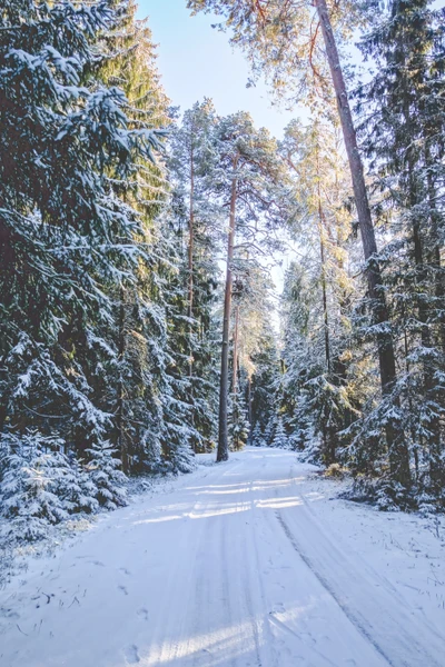 invierno, festivo, árbol, nieve, ztrees18