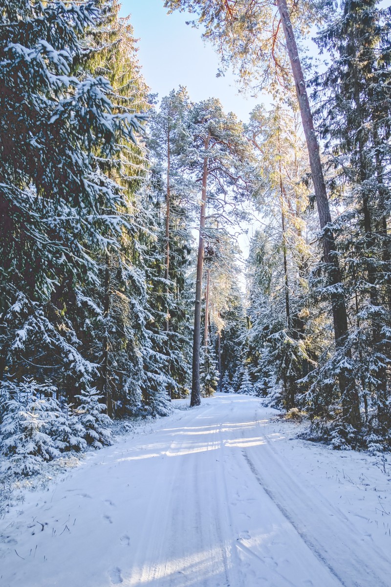 Человек на лыжах по снежной тропе в лесу (зима, праздник, дерево, снег, ztrees18)