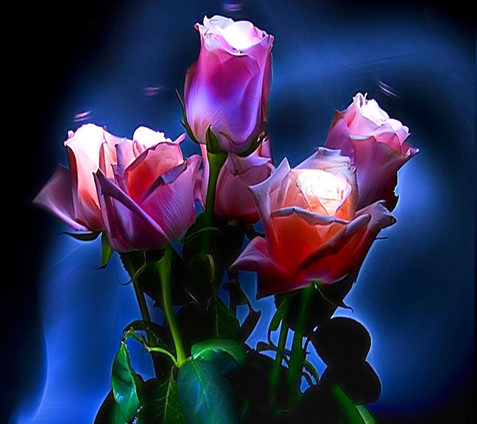 There are three roses in a vase with a blue background (beautiful, flower, nice, rose)