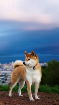 animal, dog, sky wallpaper