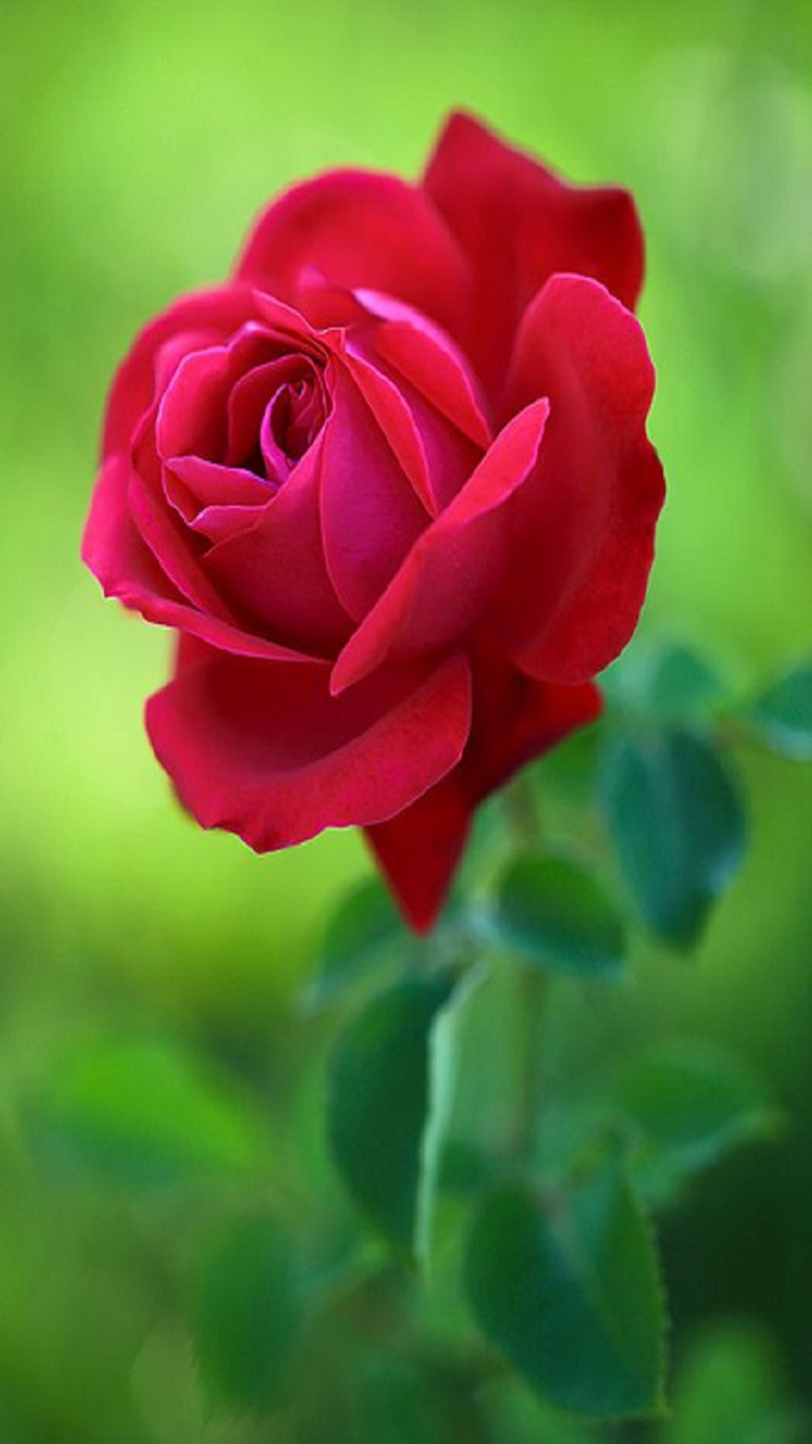 A close up of a red rose with green leaves in the background (flower, rose)