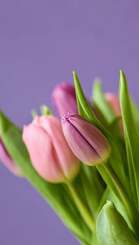 Elegantes tulipanes rosas sobre un suave fondo púrpura