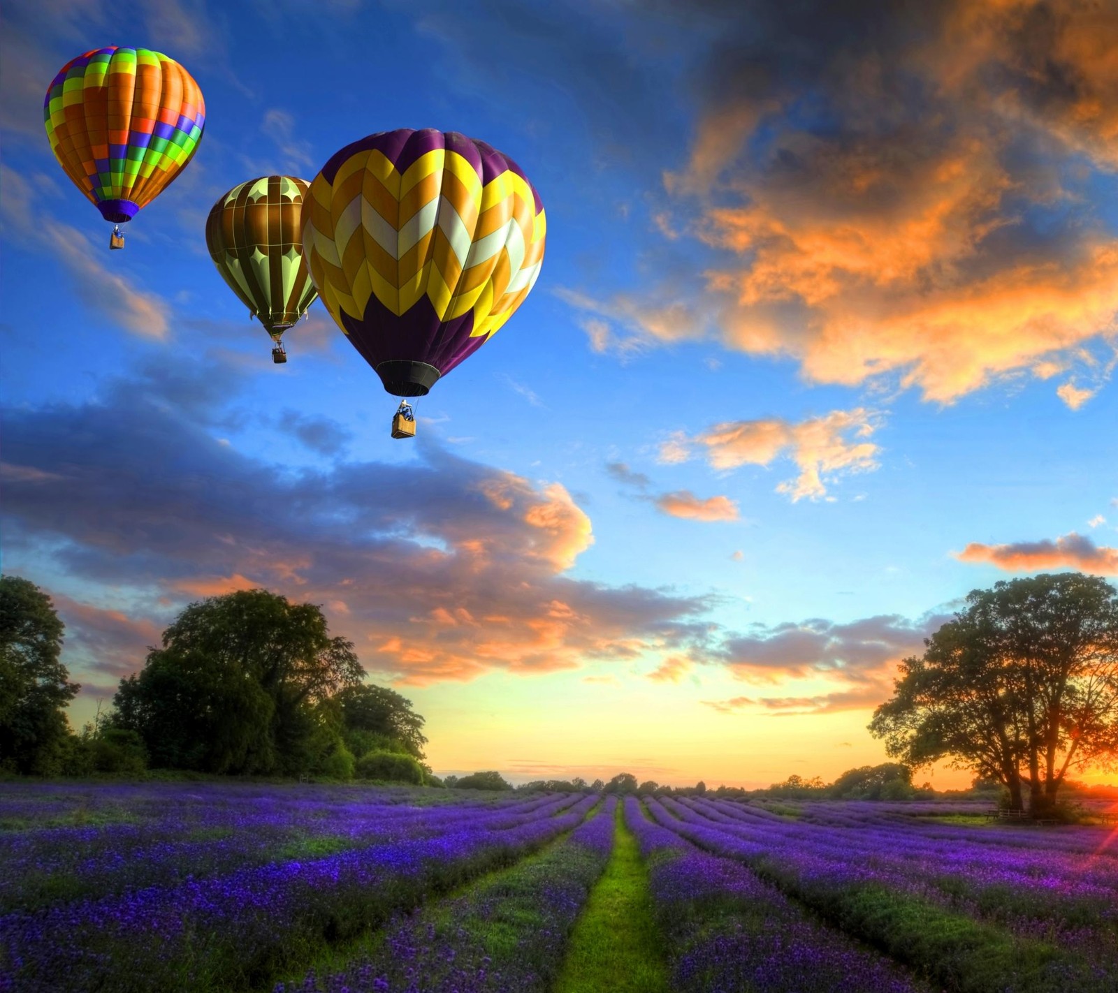 Champ de lavande violet avec des montgolfières volant au-dessus (rh, ud)