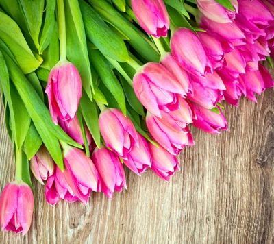 Frische rosa Tulpen: Ein Frühlingsstrauß