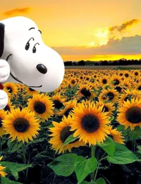 Snoopy unter Sonnenblumen bei Sonnenuntergang