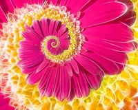 blume, hd