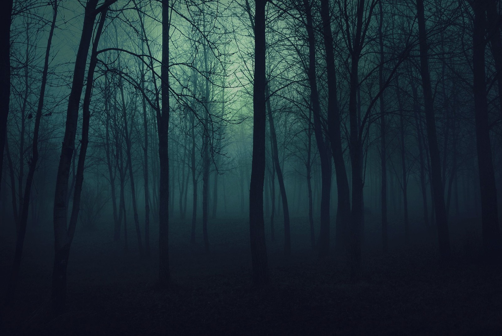 Un bosque oscuro con una luz verde brillando a través de los árboles (noche, bosques)