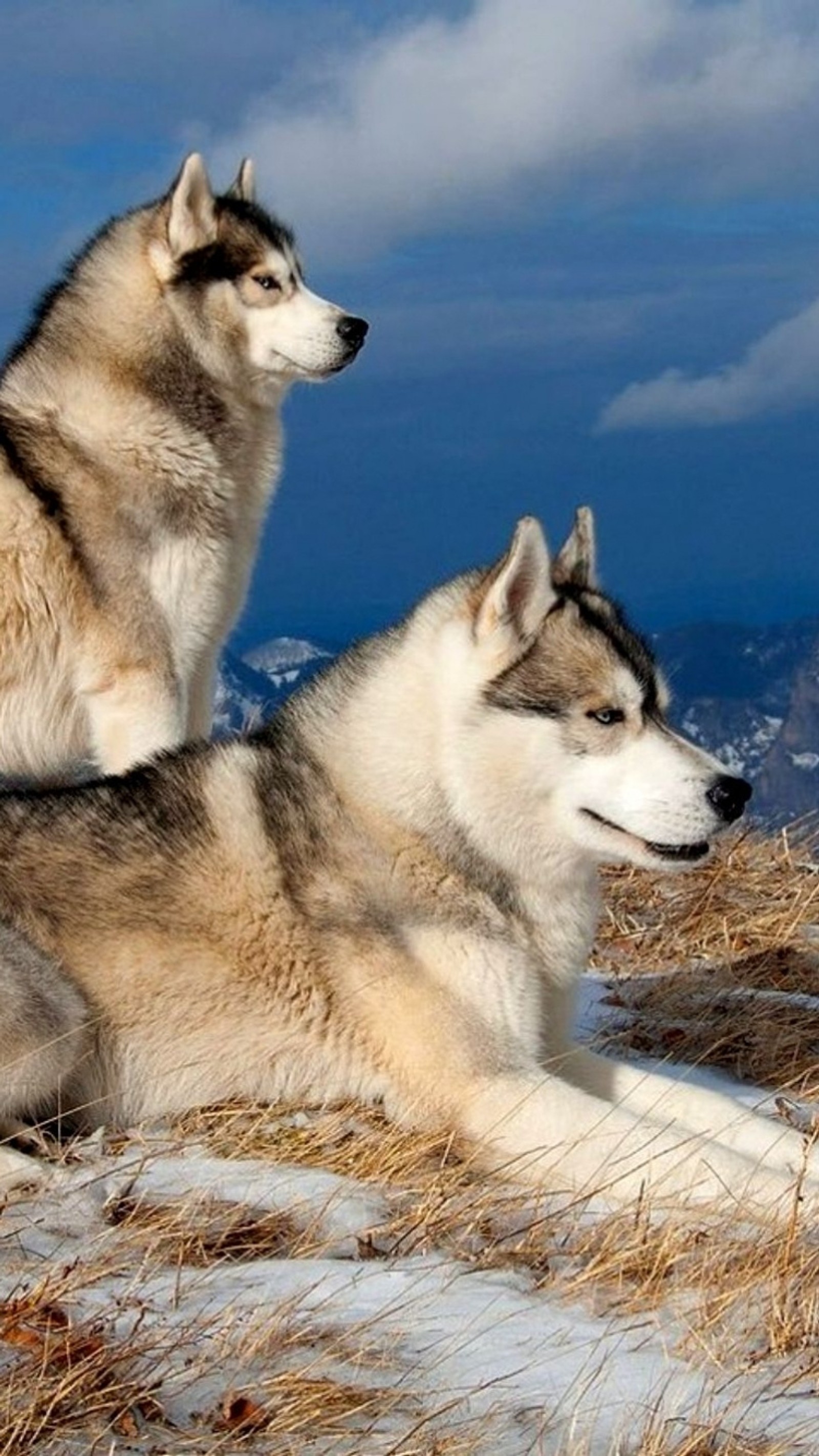 Lade husky, der wolf Hintergrund herunter