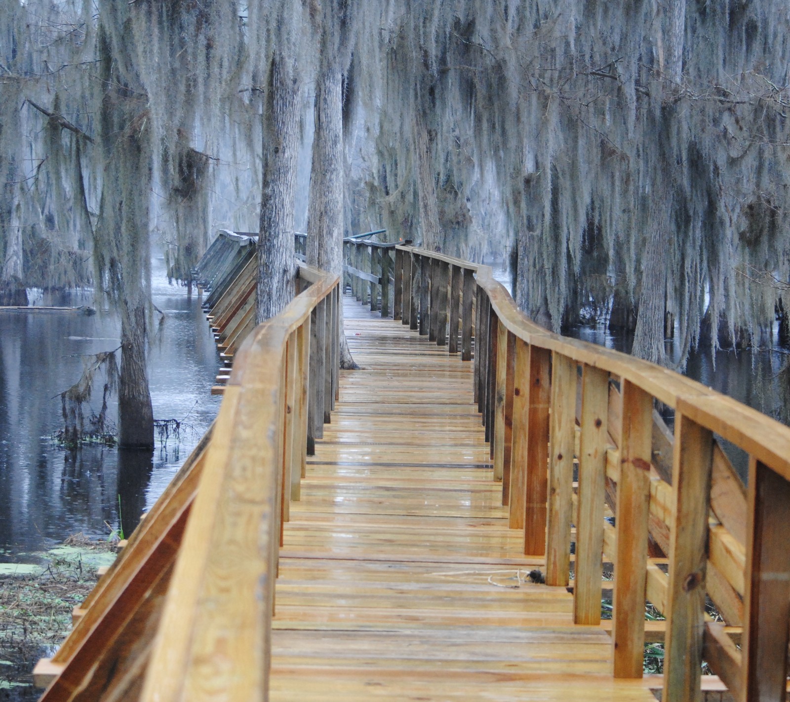 There is a wooden walkway that leads to a swamp with trees (lake, suwannee)