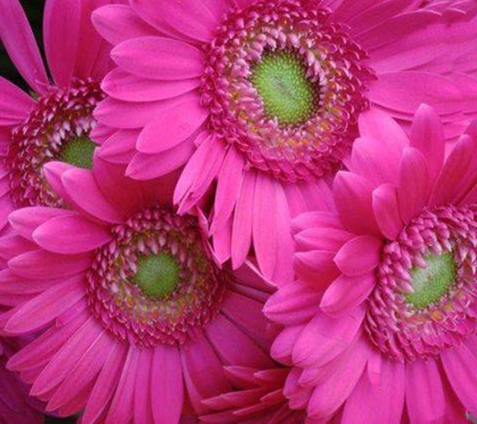 flowers, pink Download Wallpaper