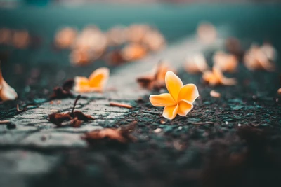 Pétalos de frangipani amarillos caídos en la tierra