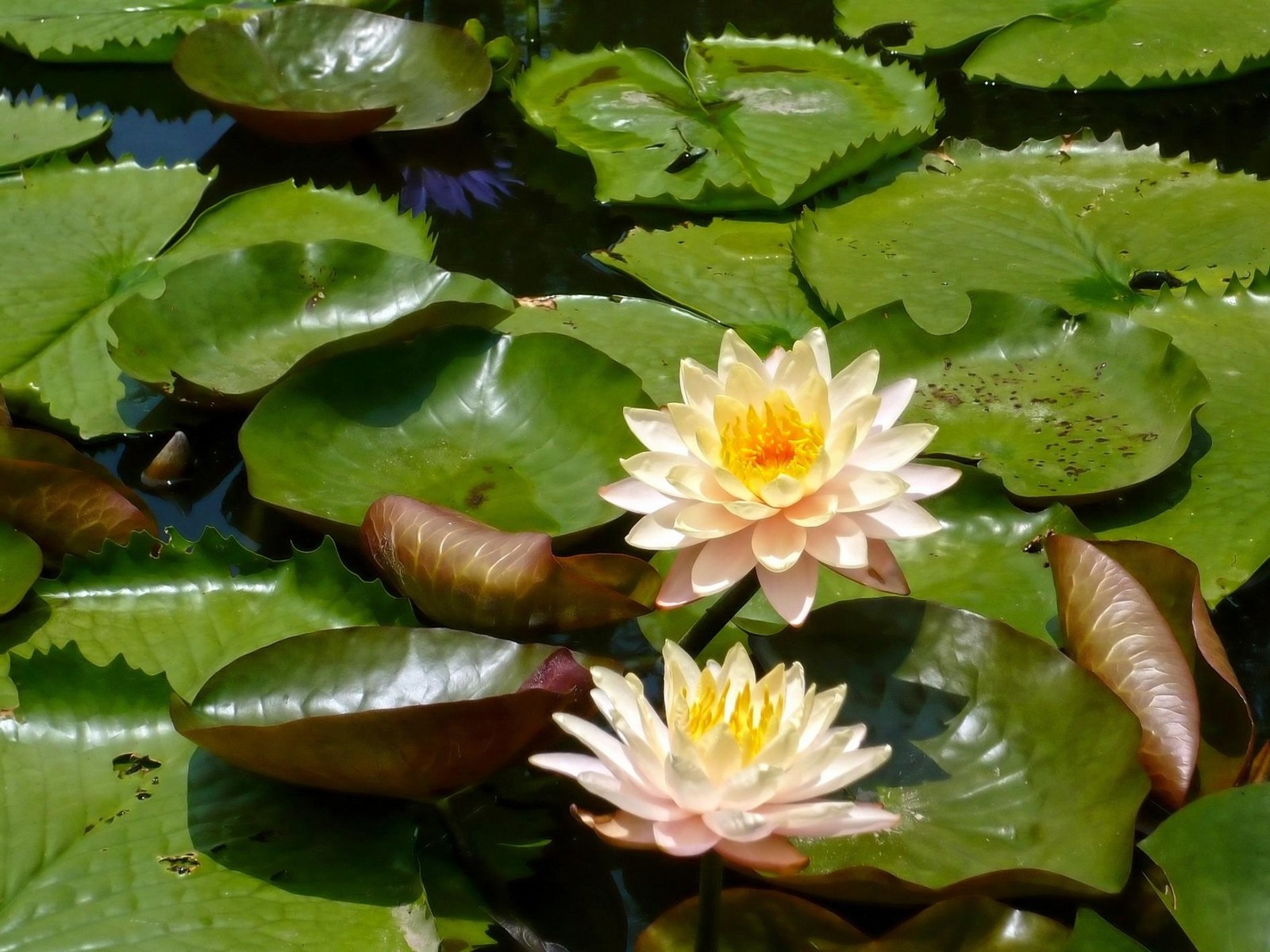 Il y a deux nénuphars dans l'étang avec des feuilles vertes (plante aquatique, famille de lotus, lotus sacré, nelumbo nucifera, flore)