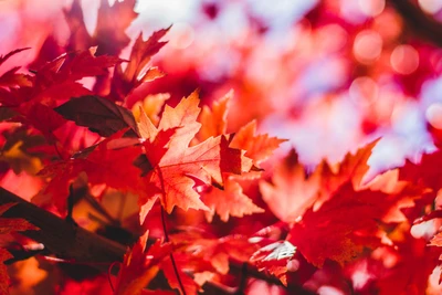 Nahaufnahme von lebhaften roten Ahornblättern im Herbst