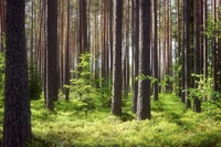 árbol, bosque, madera, maletero, reserva natural