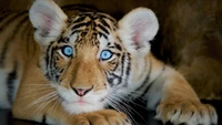 Un tigre cub de yeux bleus se repose gracieusement.