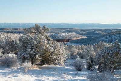 Paysage d'hiver couvert de neige avec des arbres givrés et des pentes pittoresques