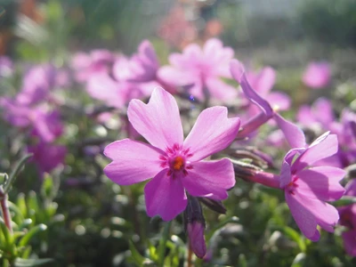 Lebendige pinkfarbene Wildblumen blühen auf einer sonnenbeschienenen Wiese und zeigen die Schönheit der krautigen Flora.